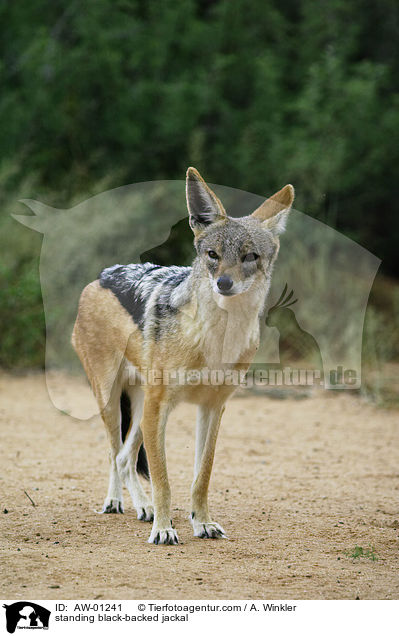 stehender Schabrackenschakal / standing black-backed jackal / AW-01241