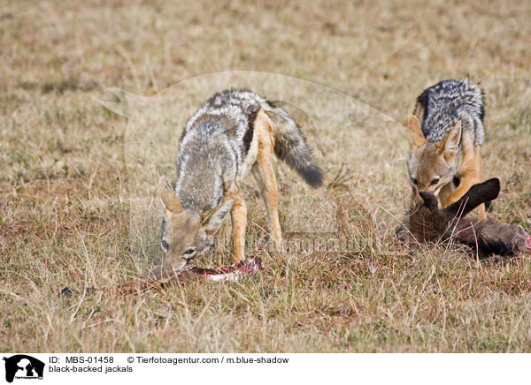 Schabrackenschakale / black-backed jackals / MBS-01458