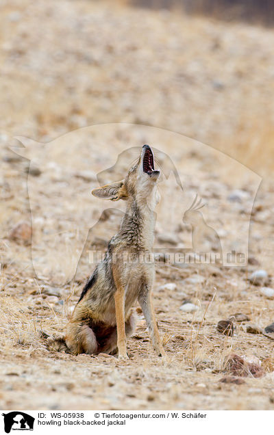 howling black-backed jackal / WS-05938