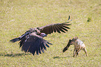 Red Jackal fights with Lappet-faced Vulture