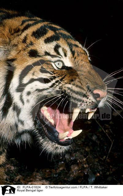 Royal Bengal tiger / FLPA-01624