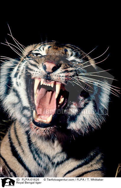 Royal Bengal tiger / FLPA-01626