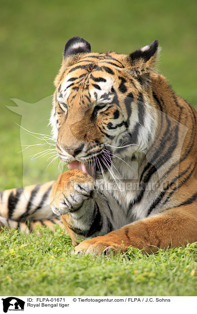 Royal Bengal tiger / FLPA-01671