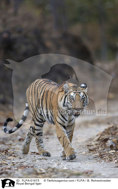 Royal Bengal tiger / FLPA-01675