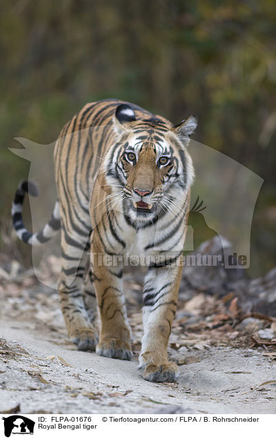 Royal Bengal tiger / FLPA-01676