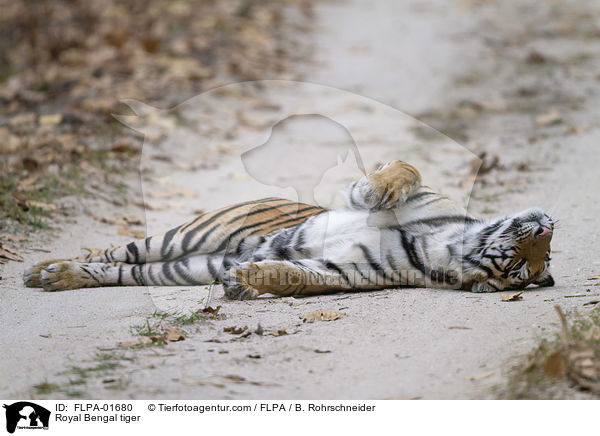 Indischer Tiger / Royal Bengal tiger / FLPA-01680