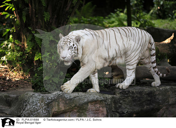 Indischer Tiger / Royal Bengal tiger / FLPA-01688