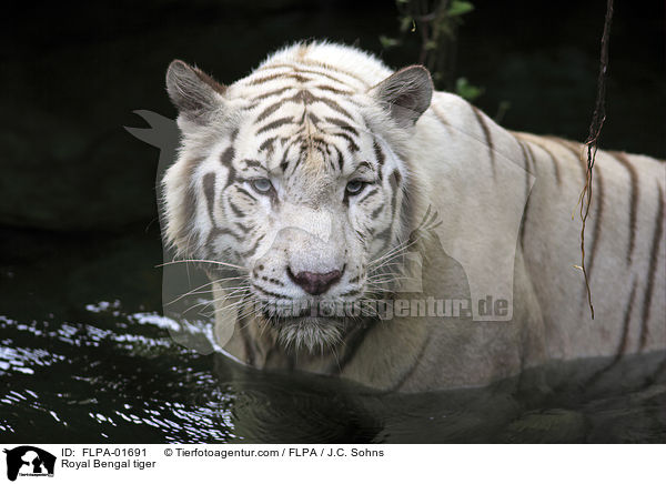 Indischer Tiger / Royal Bengal tiger / FLPA-01691
