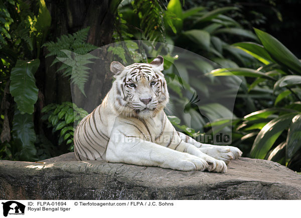 Indischer Tiger / Royal Bengal tiger / FLPA-01694