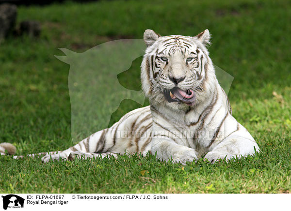 Indischer Tiger / Royal Bengal tiger / FLPA-01697