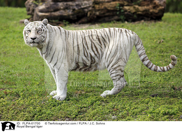 Indischer Tiger / Royal Bengal tiger / FLPA-01700
