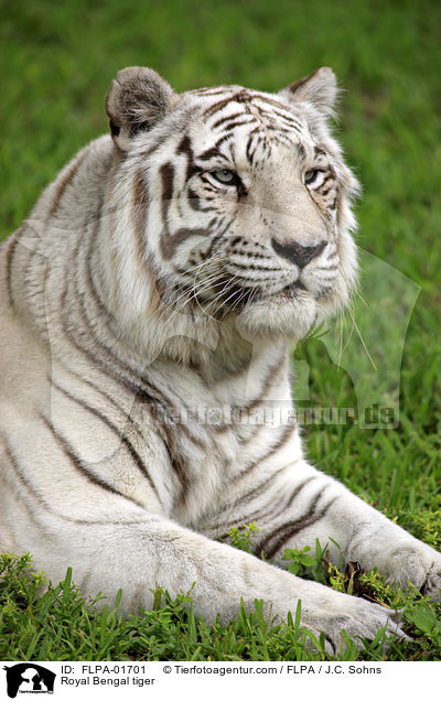 Indischer Tiger / Royal Bengal tiger / FLPA-01701