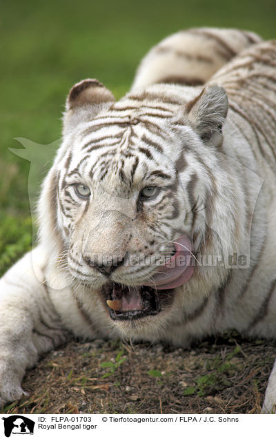 Indischer Tiger / Royal Bengal tiger / FLPA-01703