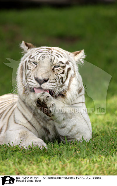 Royal Bengal tiger / FLPA-01704