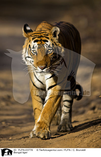 Bengal tiger / FLPA-03778