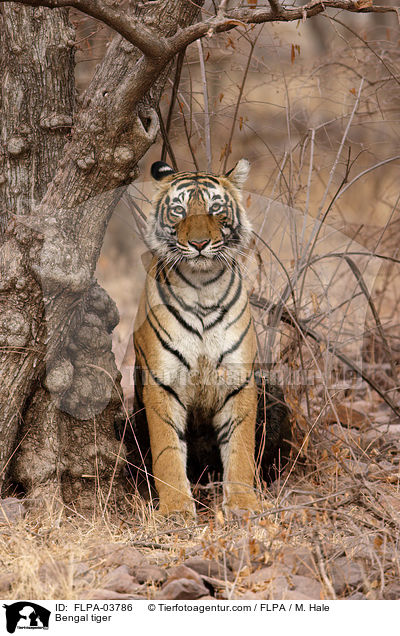 Indischer Tiger / Bengal tiger / FLPA-03786