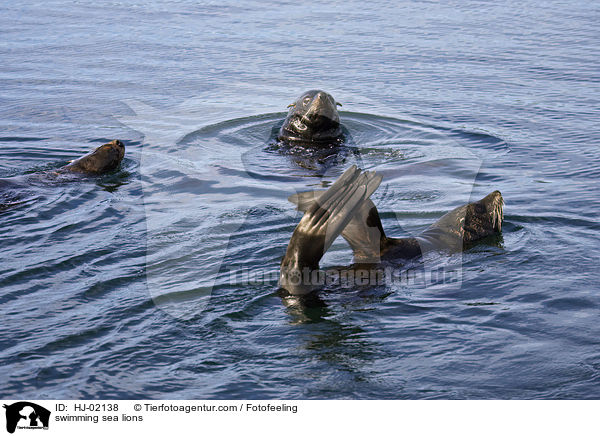 swimming sea lions / HJ-02138