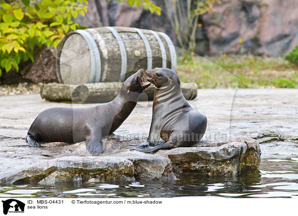 Seelwen / sea lions / MBS-04431