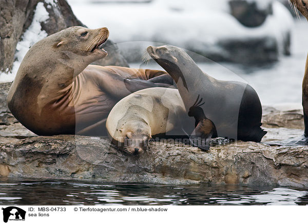 Seelwen / sea lions / MBS-04733