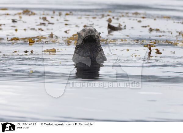 sea otter / FF-14123