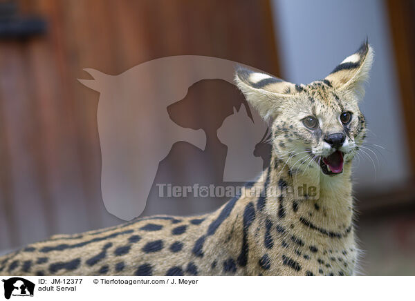 ausgewachsener Serval / adult Serval / JM-12377