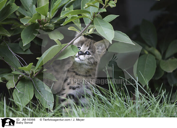 Serval Jungtier / Baby Serval / JM-16066