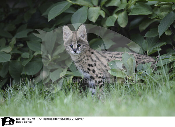 Serval Jungtier / Baby Serval / JM-16070
