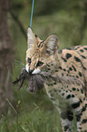 Serval