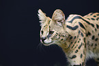 Serval