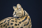 Serval