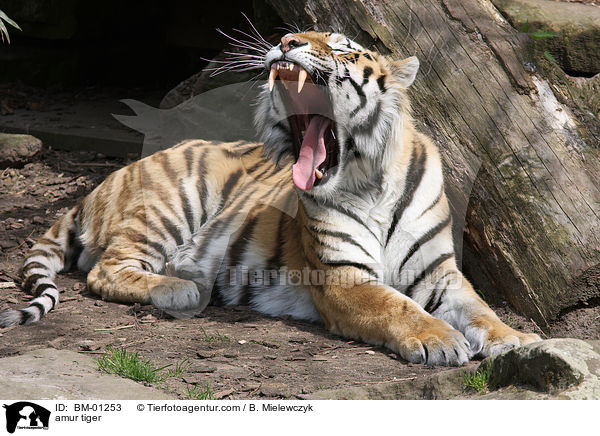 Sibirischer Tiger / amur tiger / BM-01253