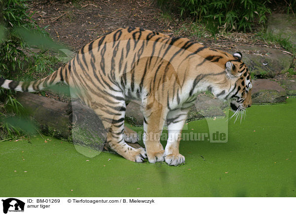 Sibirischer Tiger / amur tiger / BM-01269