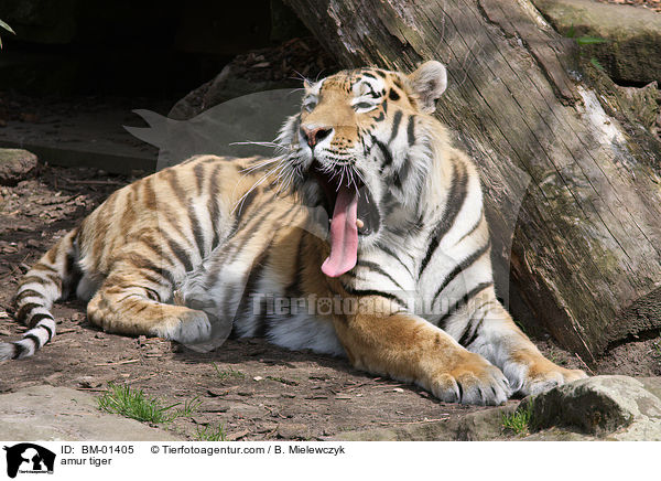 Sibirischer Tiger / amur tiger / BM-01405