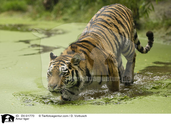 Sibirischer Tiger / Amur tiger / DV-01770