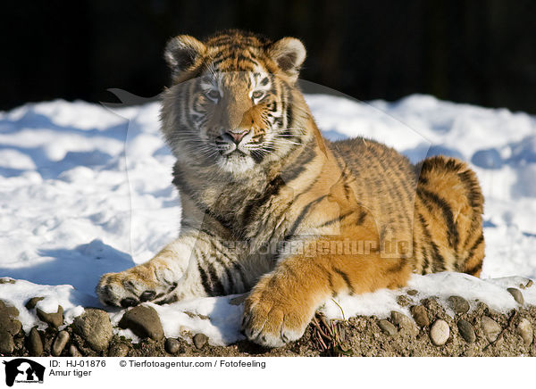 Amurtiger / Amur tiger / HJ-01876