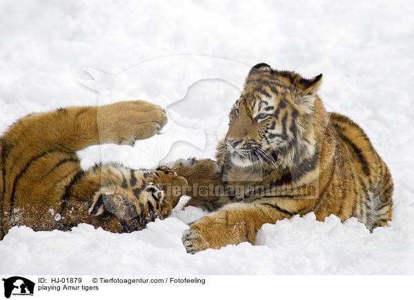 spielende Amurtiger / playing Amur tigers / HJ-01879