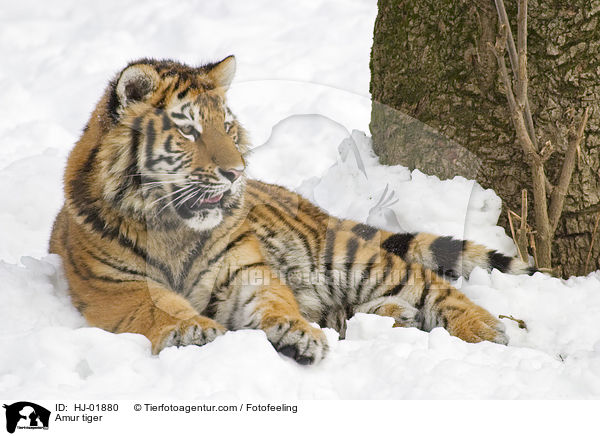 Amurtiger / Amur tiger / HJ-01880