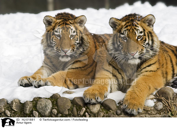 Amurtiger / Amur tigers / HJ-01881