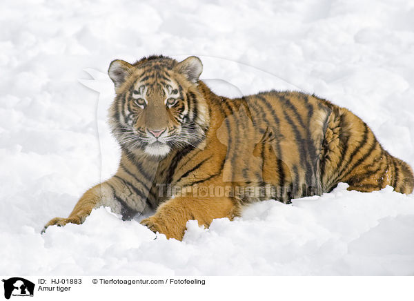 Amurtiger / Amur tiger / HJ-01883