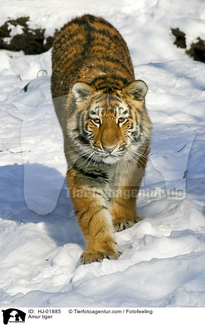 Amurtiger / Amur tiger / HJ-01885