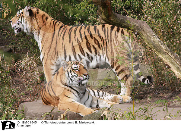 Amurtiger / Amur tiger / BM-01545