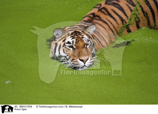 Amurtiger / Amur tiger / BM-01558