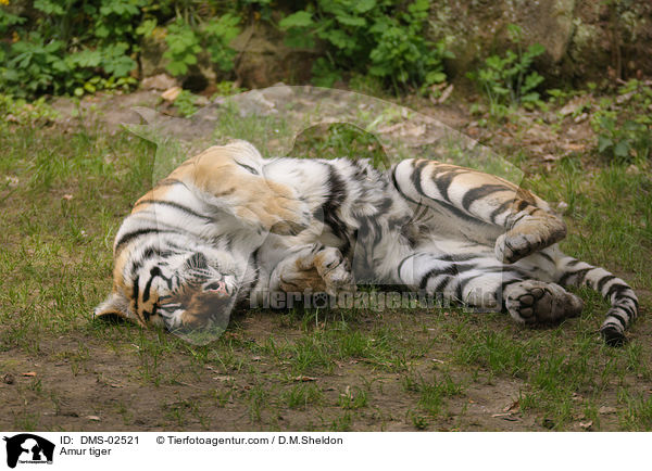 Amurtiger / Amur tiger / DMS-02521