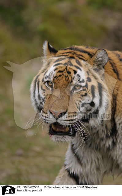 Amurtiger Portrait / Amur tiger portrait / DMS-02531