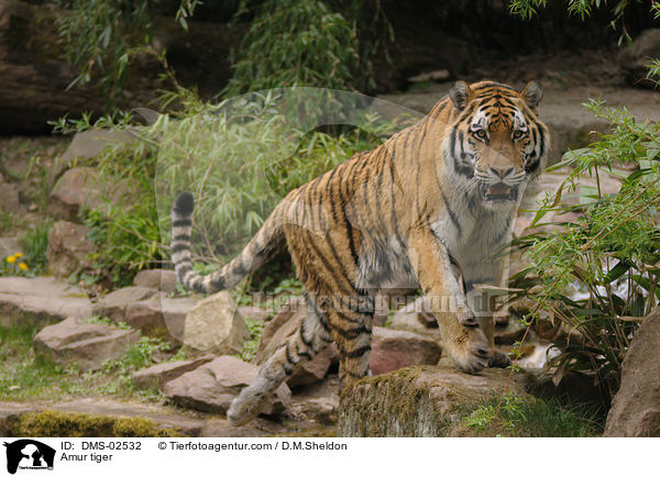 Amurtiger / Amur tiger / DMS-02532