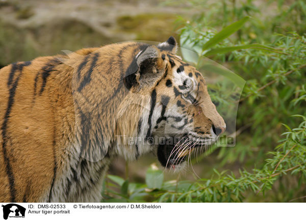 Amurtiger Portrait / Amur tiger portrait / DMS-02533