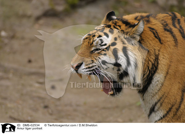 Amurtiger Portrait / Amur tiger portrait / DMS-02534