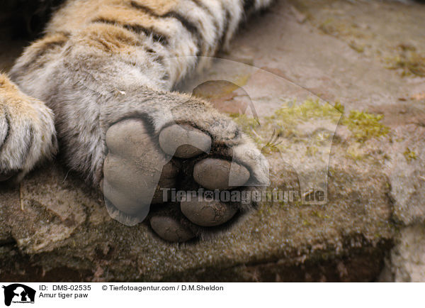 Amurtiger Pfote / Amur tiger paw / DMS-02535