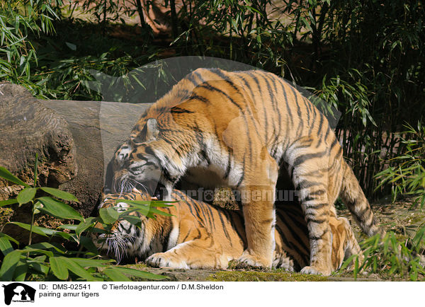 Amurtiger bei der Paarung / pairing amur tigers / DMS-02541