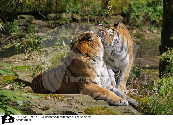 Amurtiger / Amur tigers / DMS-02547